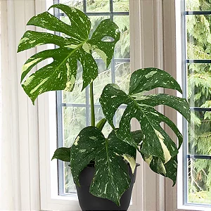 Monstera Variegata 'Thai Constellation" - P17