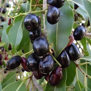 JAMELÃO ou JAMBOLÃO (Syzygium jambolanum) - Muda com 60 cm