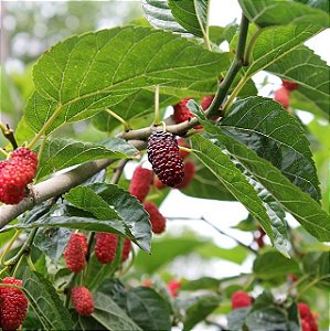AMORA ITALIANA GIGANTE (Morus nigra) - Muda com 30 a 60 cm