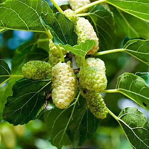 AMORA BRANCA (Morus alba) - Muda com 40 a 60 cm