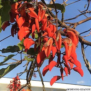 CORTICEIRA DA SERRA (Erithryna falcata) - Muda com até 80 cm