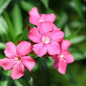 ESPIRRADEIRA ou OLEANDRO (Nerium oleander) - Muda com até 1 metro