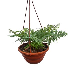 RENDA FRANCESA (Rumohra Adiantiformis) - C21