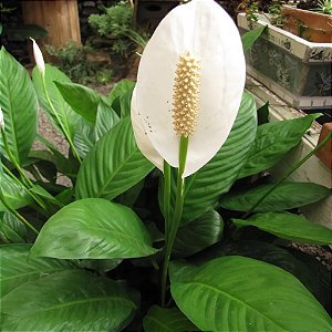LÍRIO DA PAZ (Spathiphyllum wallisii) - P11