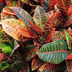 CRÓTON PETRA (Codiaeum variegatum var. “Petra”) - P20