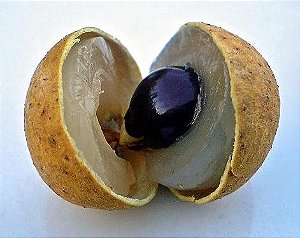 LONGANA (Dimocarpus longan) - Muda Enxertada com 70 cm