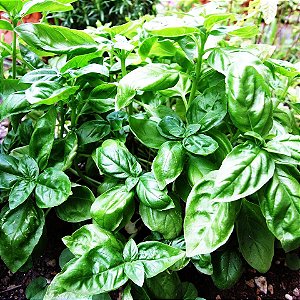 MANJERICÃO DOCE (Ocimum basilicum 'Dolce Fresca') - P15