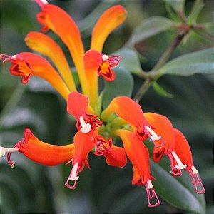 COLUMÉIA DRAGÃO (Eschynanthus 'Speciosus') - C21