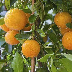 LARANJA HAMLIN (Citrus sinensis) - Muda enxertada com até 1 metro