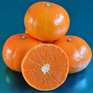 TANGERINA MURCOTE (C. reticulata x sinensis) - Muda enxertada com até 1 metro
