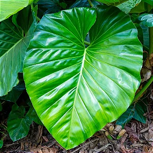 FILODENDRO GIGANTE (Philodendron Giganteum) - P17
