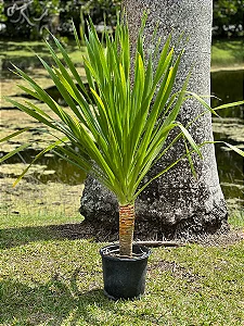 DRACENA ARBÓREA (Dracaena arborea) - Muda com 60 a 80 cm