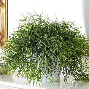 RIPSÁLIS (Rhipsalis baccifera) - P11