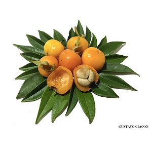 PITOMBA DA BAHIA (Eugenia luschnathiana) - Muda com até 1 metro