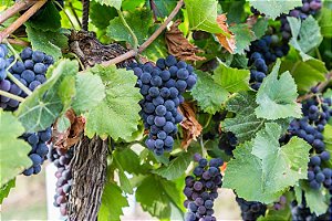 UVA BORDÔ (Vitis labrusca) - Muda enxertada com até 1 metro
