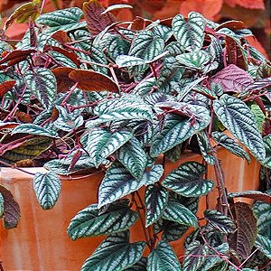 CISSUS JAVANA - C21