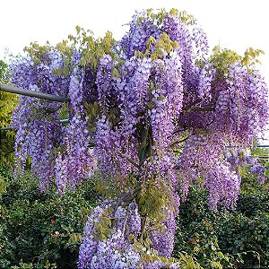 GLICÍNIA (Wisteriafloribunda) - Muda com até 70 cm