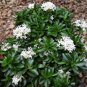 MINI IXÓRA BRANCA (Ixora coccinea 'compacta')