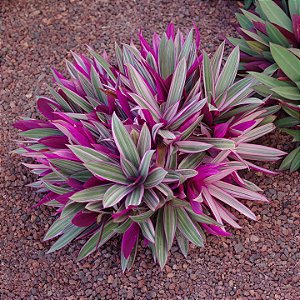 ABACAXI ROSA (Tradescantia spathacea) - P11