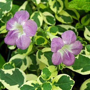 ASSISTÁCIA VARIEGATA (Asystasia gangetica var. 'Variegata')