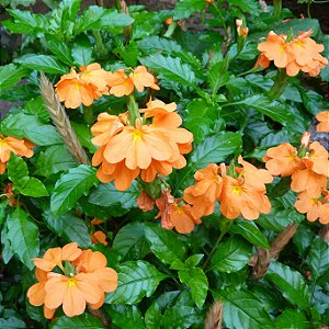 CROSSANDRA (Crossandra infundibuliformis)