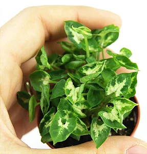 MINI SINGÔNIO (Syngonium mini pixie) - P11