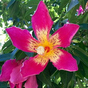 PAINEIRA ROSA (Ceiba speciosa) - Muda com 50 a 60 cm