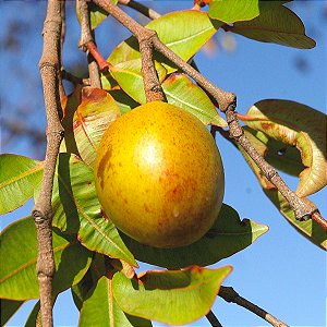 MANGABA (Hancornia speciosa) - Muda com até 80 cm