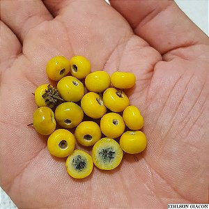 MURICI (Byrsonima crassifolia) - Muda com até 80 cm