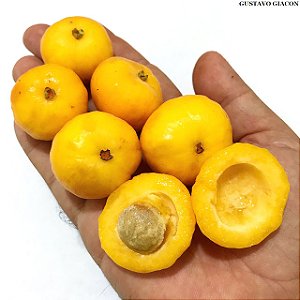 UVAIA (Eugenia pyriformis) - Muda com 40 a 50 cm