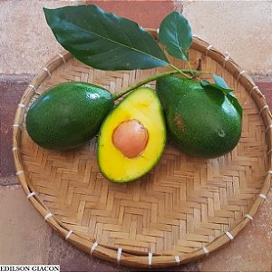 ABACATE GEADA (Persea americana) - Muda enxertada com até 70 cm