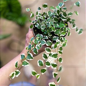 UNHA DE GATO VARIEGATA (Ficus pumila "White Sunny") - P11