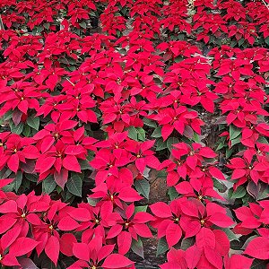 POINSÉTIA ou BICO DE PAPAGAIO (Euphorbia pulcherrima) - P15