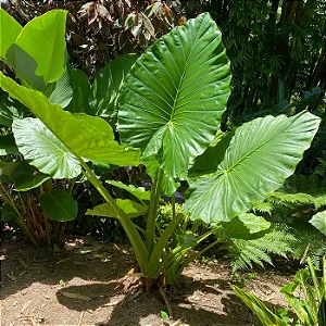 ORELHA DE ELEFANTE (Alocasia macrorrhizos) - Muda com 60 a 70 cm