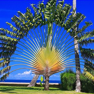 ÁRVORE DO VIAJANTE ou RAVENALA (Ravenala madagascariensis) - Muda com 80 cm