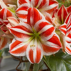 AMARÍLIS SUPERSTAR (Amaryllis) - BULBO