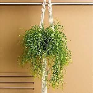 CACTO MACARRÃO (Rhipsalis baccifera) - C21