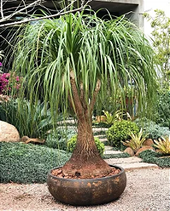 PATA DE ELEFANTE (Beaucarnea recurvata)