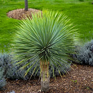 Yucca Rostrata - Muda com 40 cm