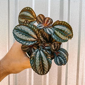 ASA DE ANJO (Pilea spruceana) - C13