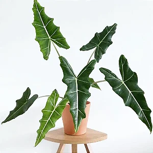 Alocasia Sarian - Muda com até 60 cma