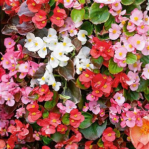 BEGÔNIA (Begonia semperflorens)