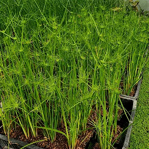 MINI PAPIRUS (Cyperus papyrus ‘Nanus’)