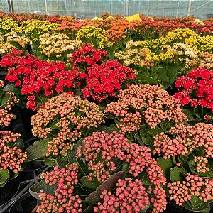 FLOR DA FORTUNA ou CALANDIVA - P11