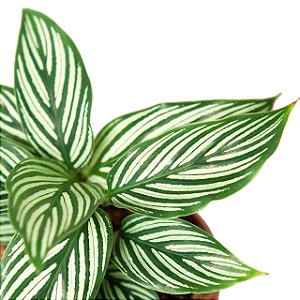 Calathea vittata - P12