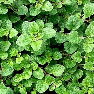 ORÉGANO (Origanum vulgare) - P11