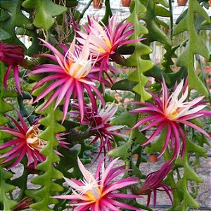 CACTO SIANINHA (Selenicereus anthonyanus) - C21