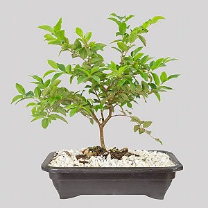 BONSAI JABUTICABA (Plinia cauliflora) - Jardineira 1.1L Muda com 6 Anos