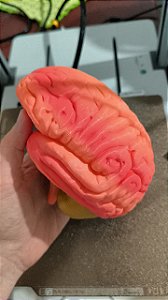 Cerebro com Cerebelo e Base Removível