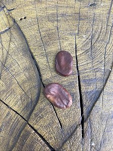 Fava de Iansã - Oya